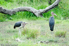 Marabu (15 von 33).jpg